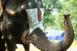 В Индии слониха удивляет игрой на губной гармошке