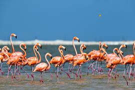 На Кипр прилетели зимовать 5000 фламинго