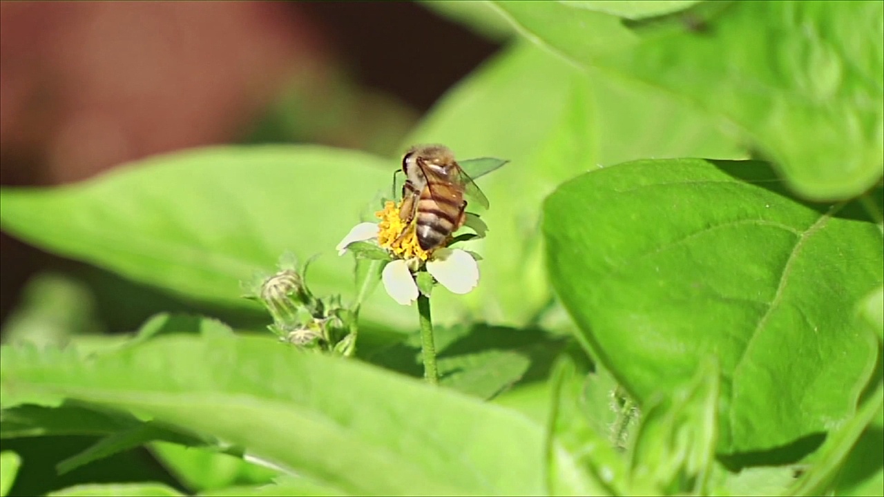 В Кении защищают пчёл ради безопасности пищевой цепи