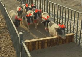 Поросят на китайской ферме готовят к забегу в честь Года свиньи