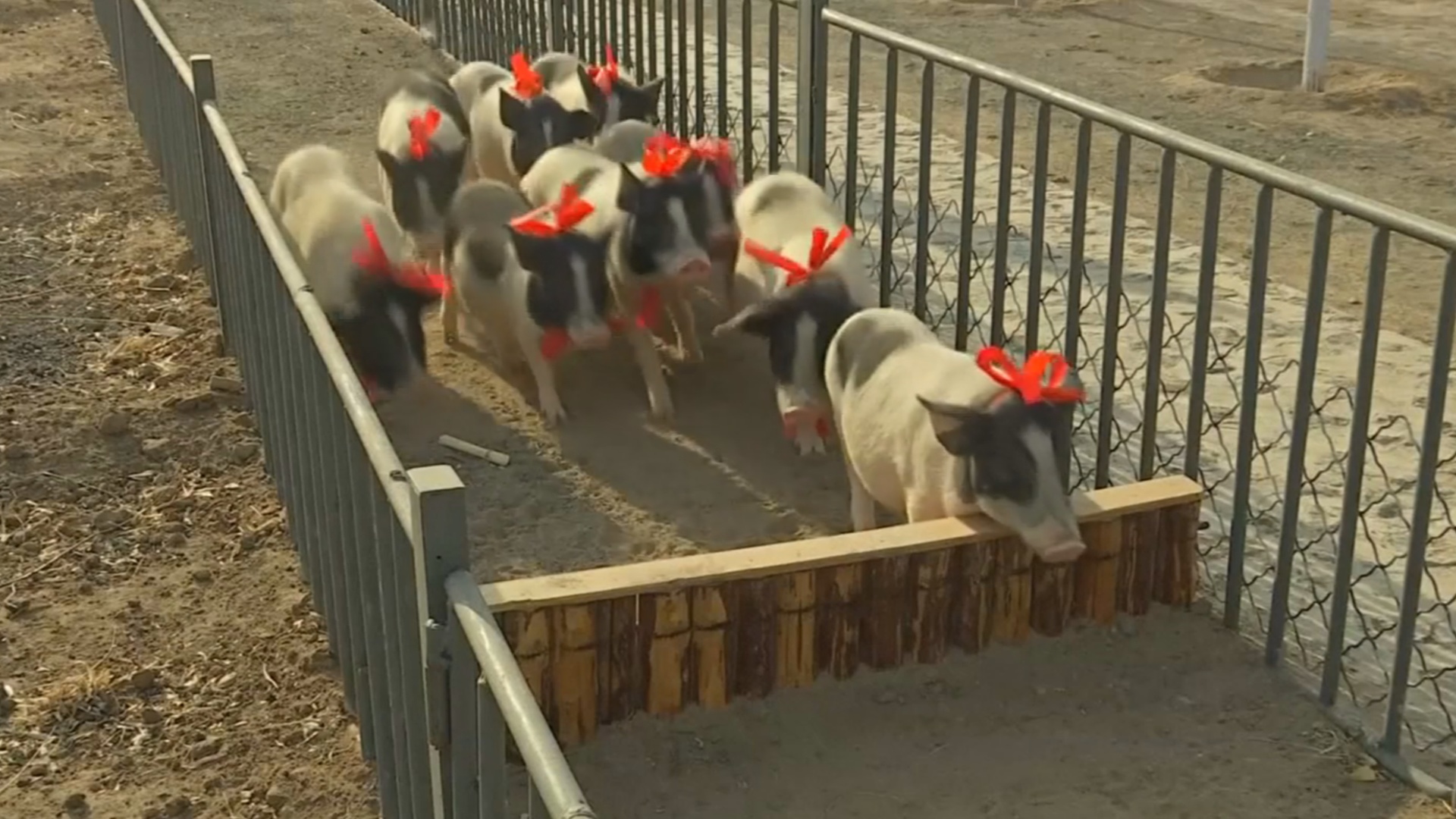 Поросят на китайской ферме готовят к забегу в честь Года свиньи