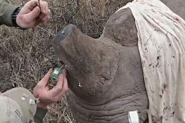 В рога зимбабвийских носорогов вживляют трекеры