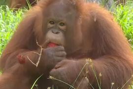 Сирот-орангутанов учат добывать пищу и распознавать хищников