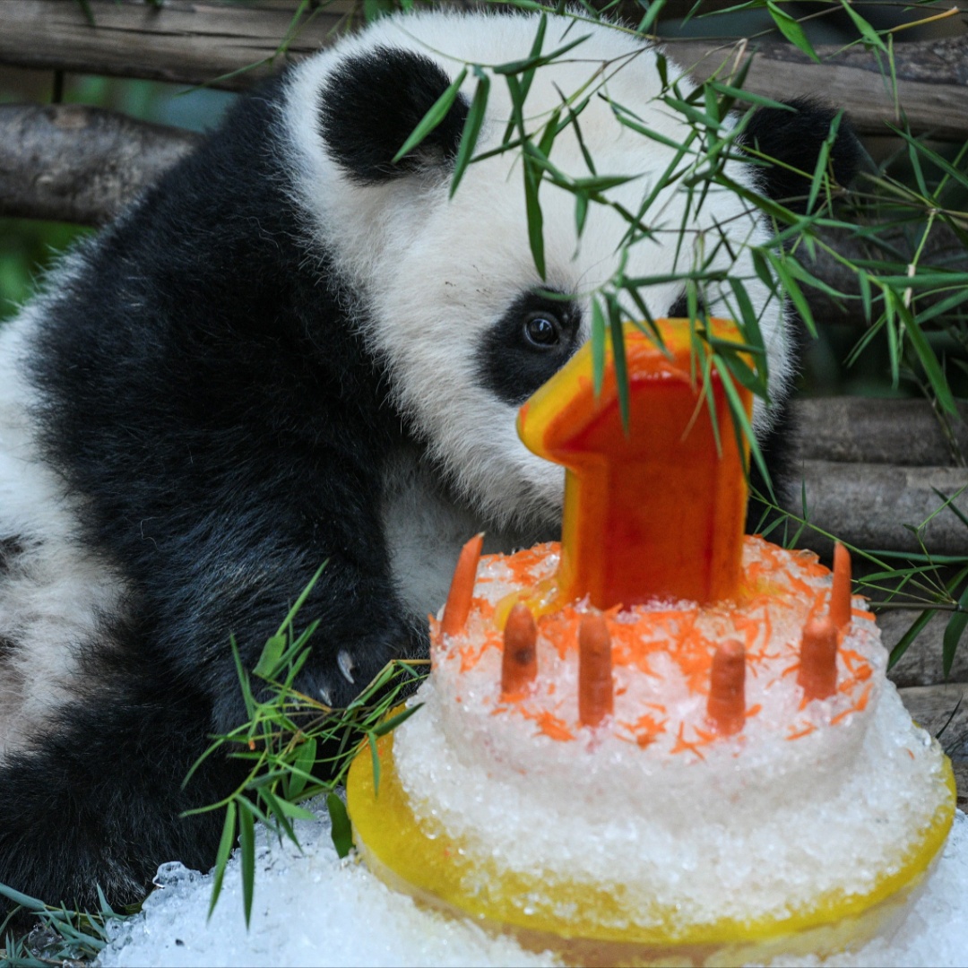 Первый день рождения пандочки отметили в зоопарке Малайзии