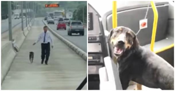 Водитель остановил автобус ради собаки