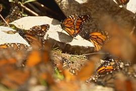 Популяция бабочек-монархов растёт