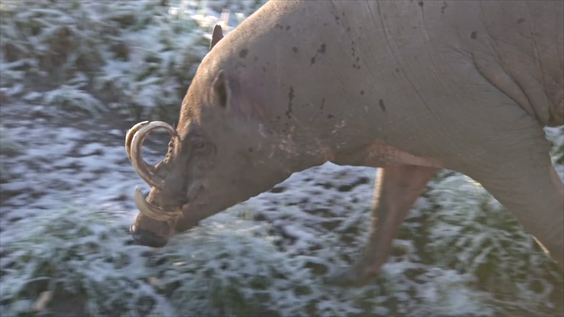 Бабирусса – одна из самых редких свиней в мире — Новости мира сегодня  NTDНовости мира сегодня NTD