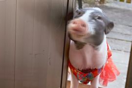 Тайваньцы беспокоятся о брошенных свинках в год Свиньи