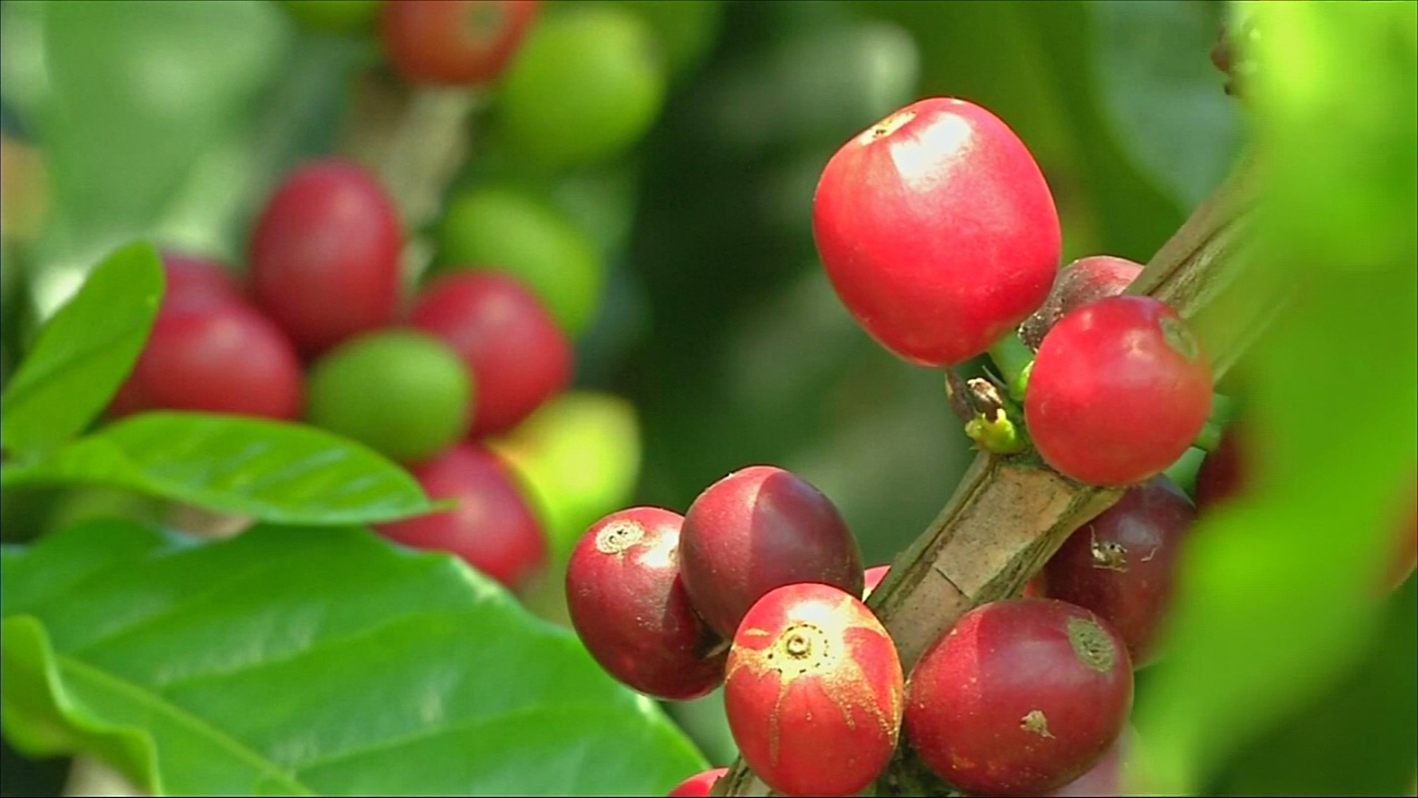 Колумбия восстанавливает урожай кофе, но беспокоится о ценах