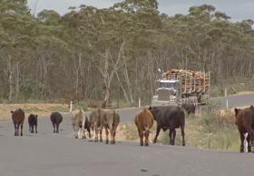 Засуха заставила фермеров Австралии пасти скот вдоль дорог