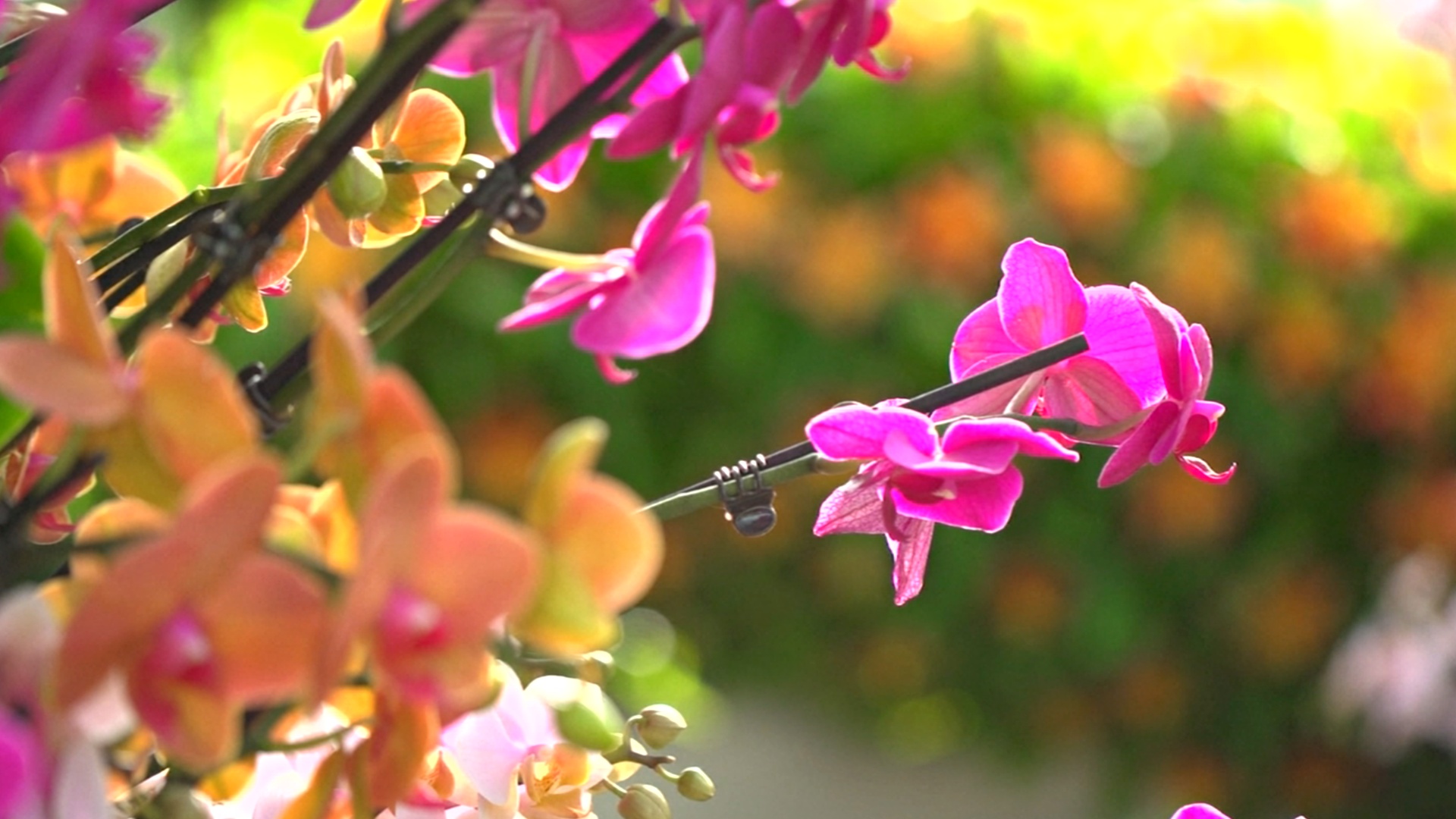 Тысячи колумбийских орхидей привезли на фестиваль в Сады Кью