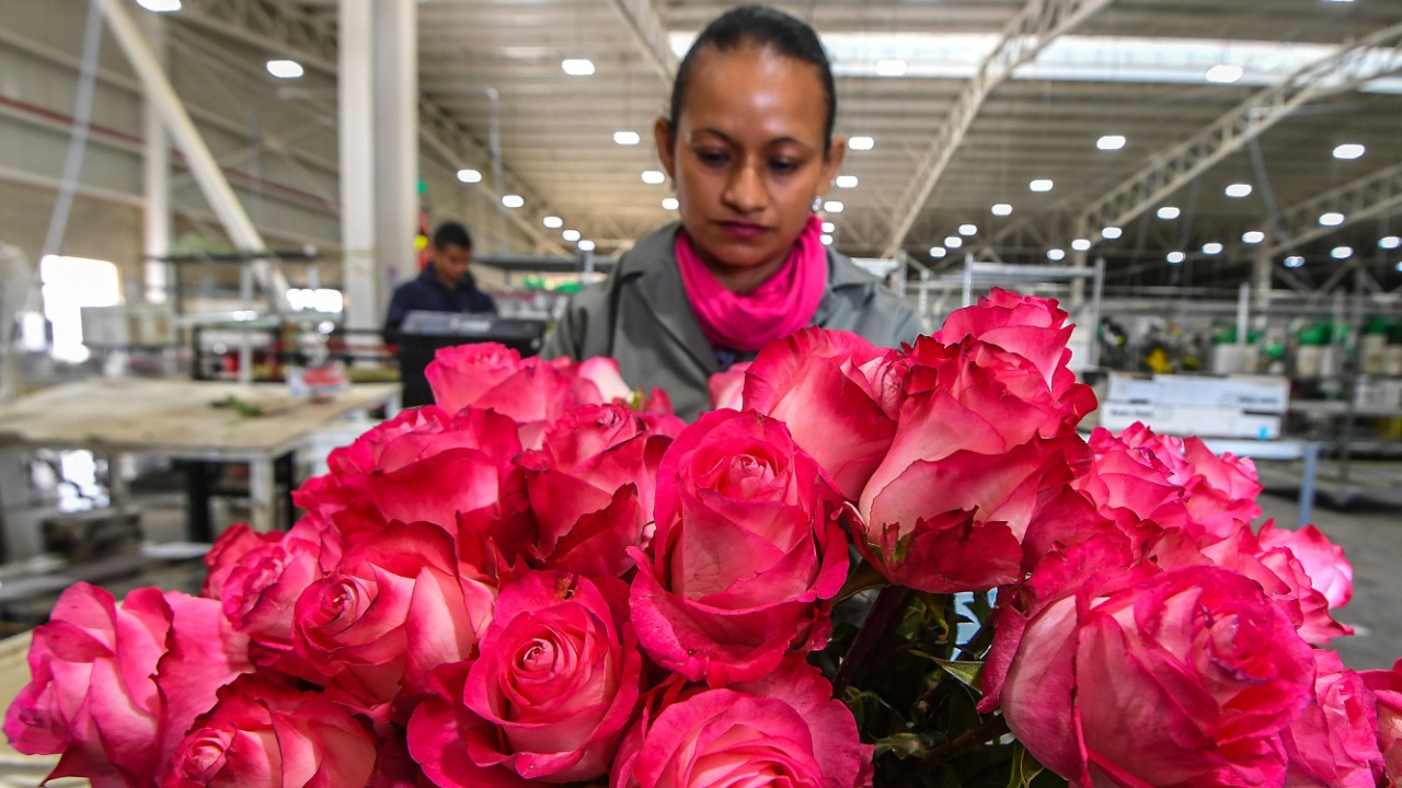 В преддверии Дня святого Валентина колумбийцы заняты упаковкой цветов