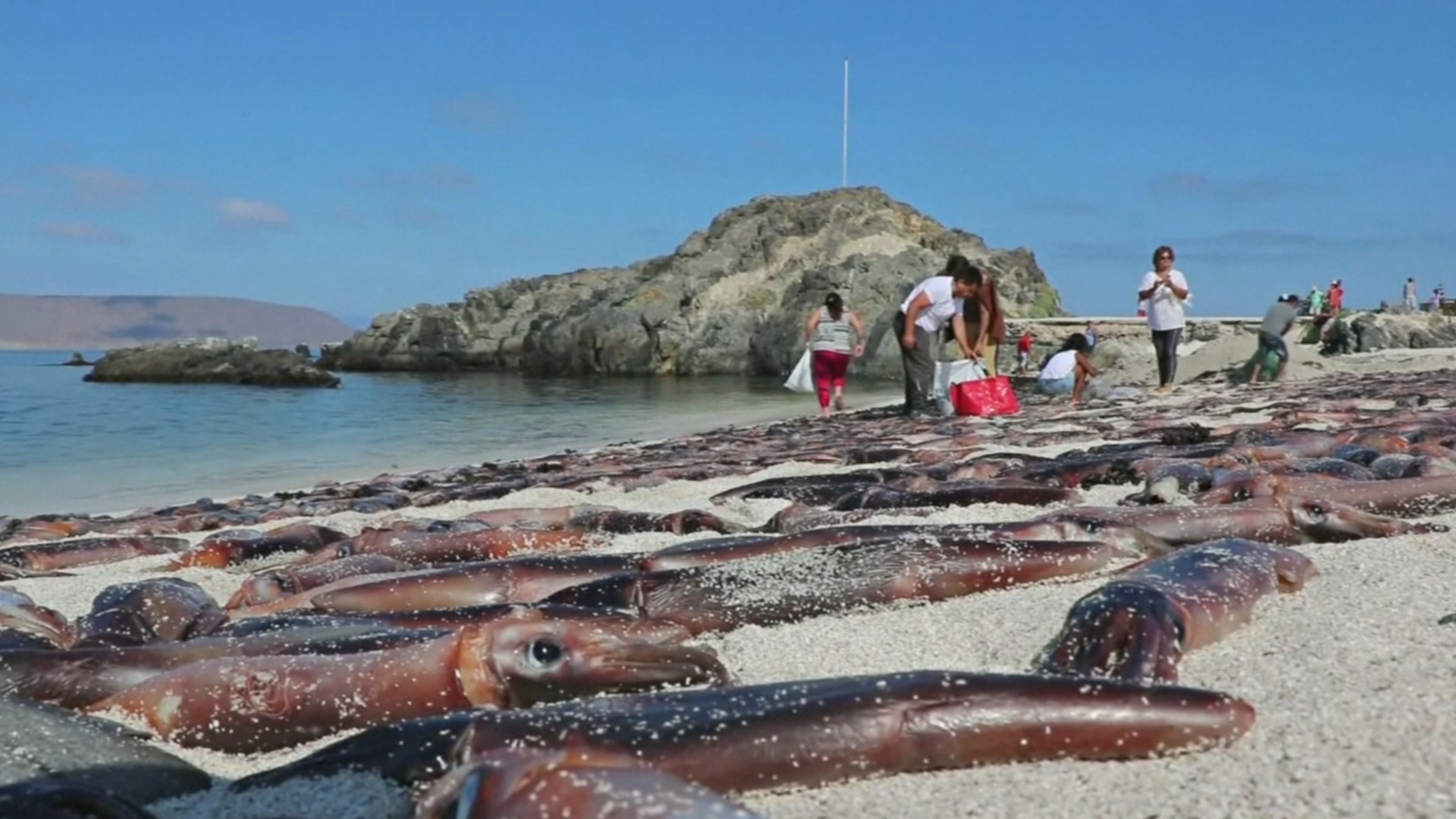 На пляж в Чили вымыло тысячи каракатиц