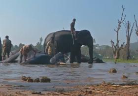 В Индии приручают диких слонов, которым грозит опасность
