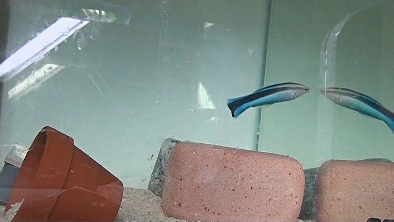 Новый эксперимент показывает: рыба узнаёт себя в зеркале