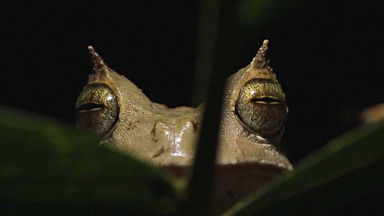 Редкая рогатая лягушка вернётся в дикую природу Эквадора