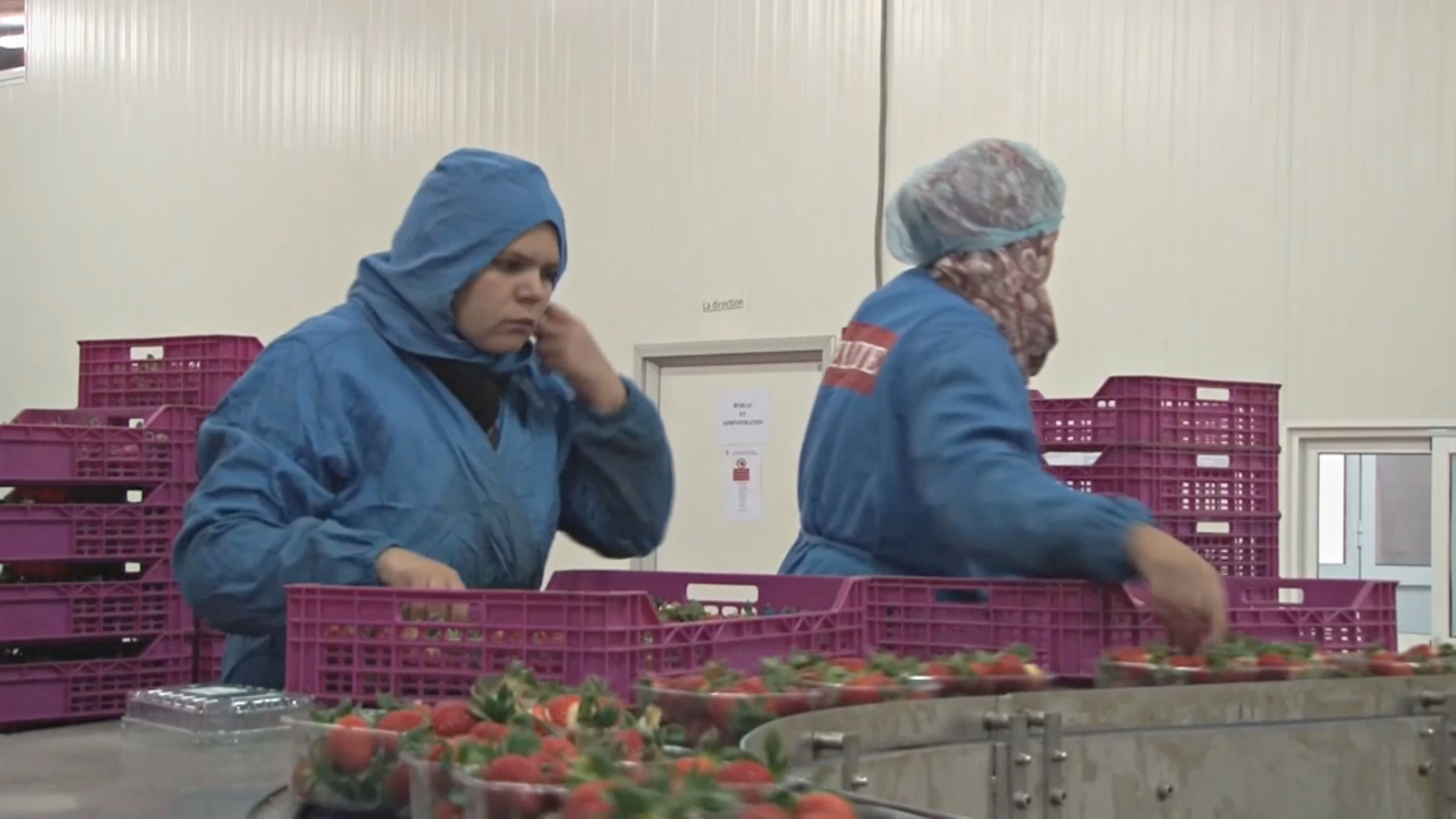 Почему марокканских фермеров по выращиванию ягод беспокоит «брексит»