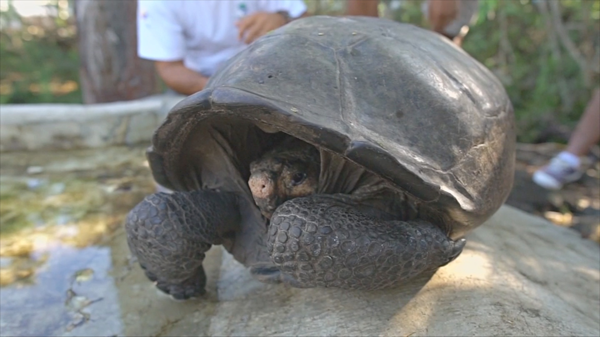 На Галапагосах обнаружили черепаху вида, вымершего 100 лет назад