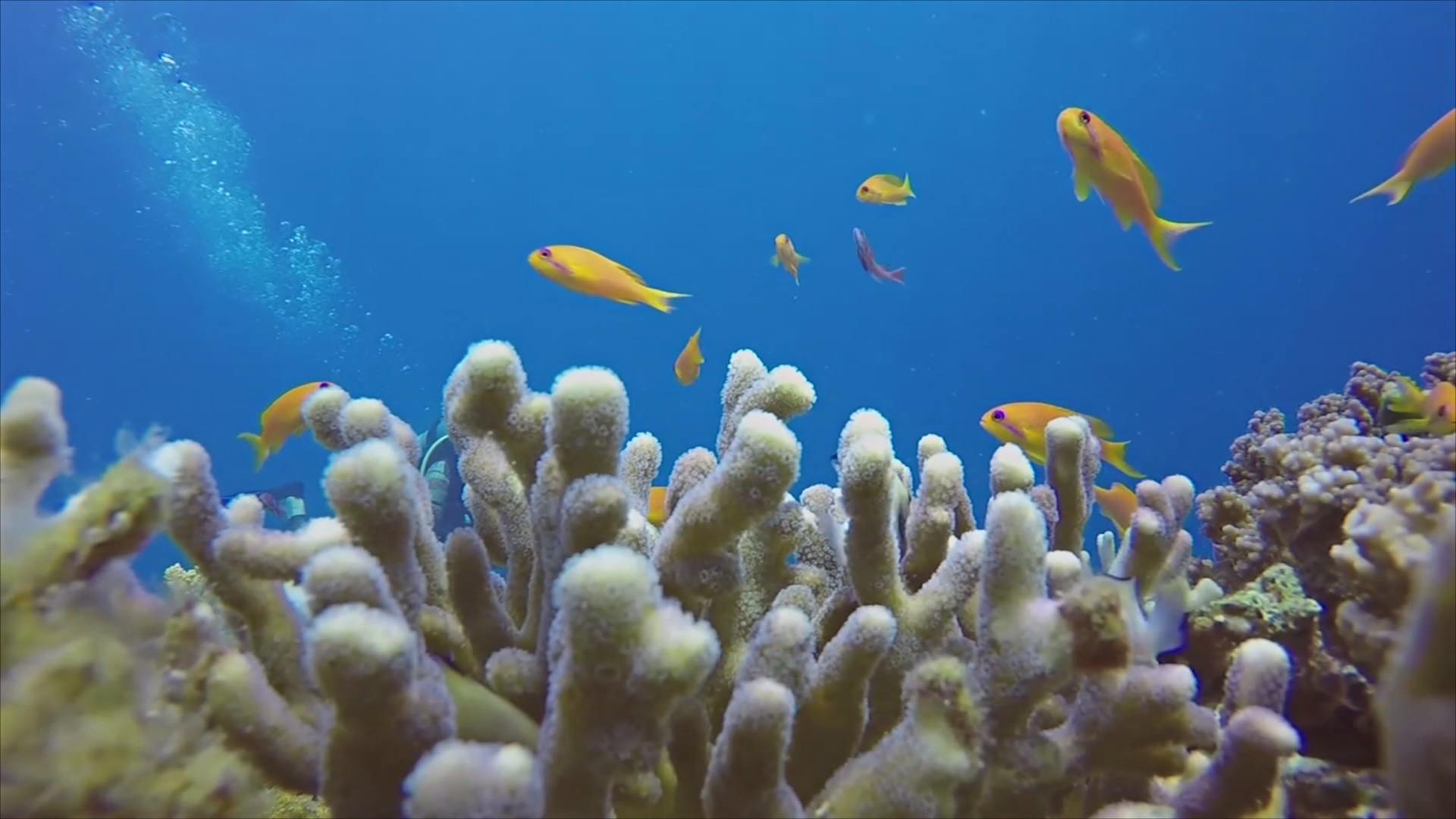 Почему в Красном море не обесцвечиваются кораллы?