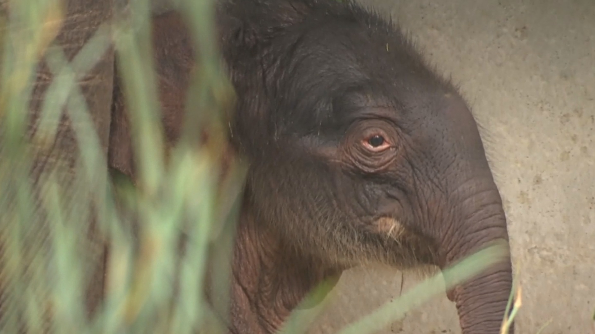 В бельгийском зоопарке родился азиатский слонёнок