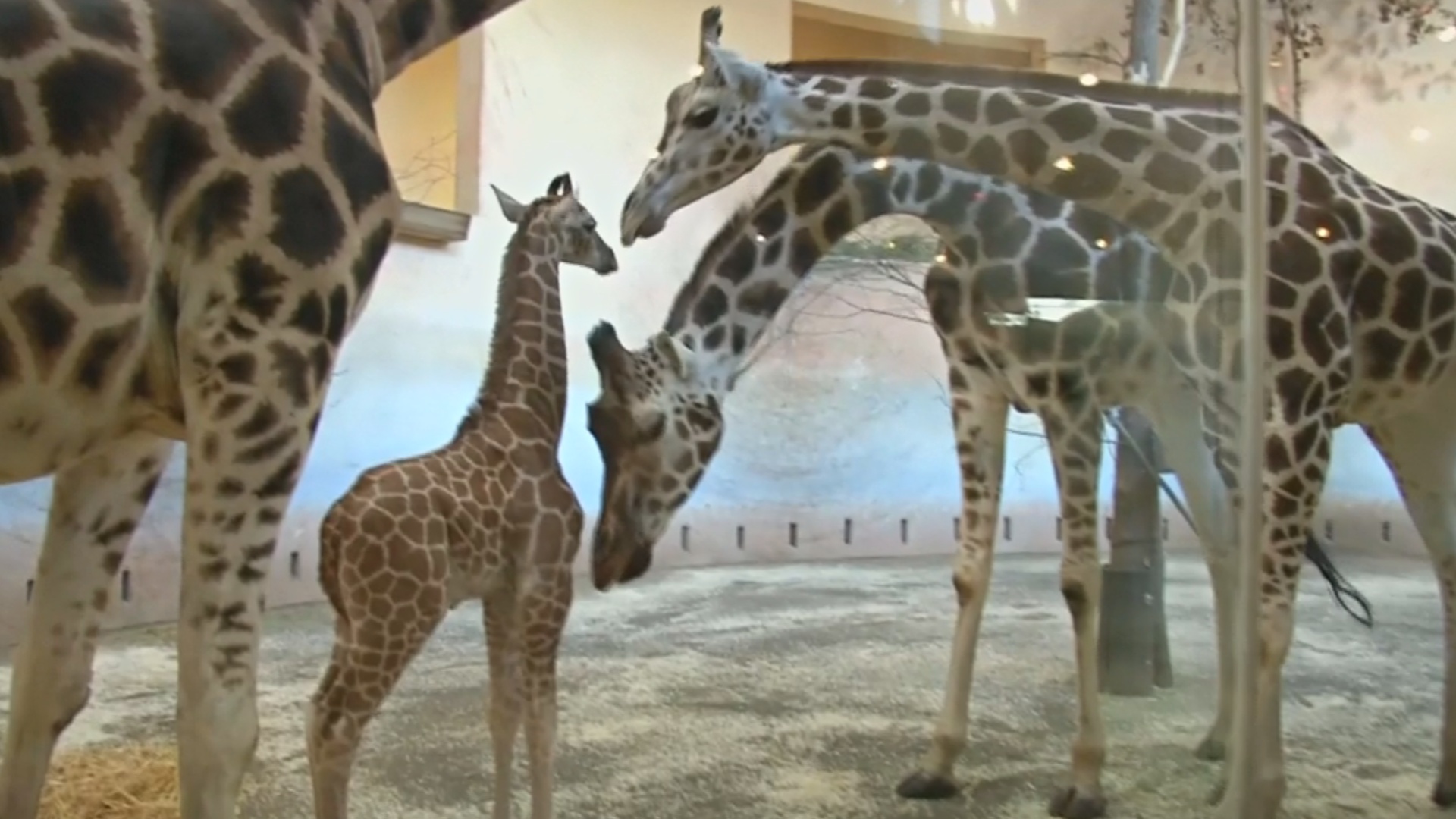 Жирафёнок, который не мог стоять, дебютирует в Пражском зоопарке
