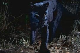 Редкий чёрный леопард попал в объектив в Кении впервые за 100 лет
