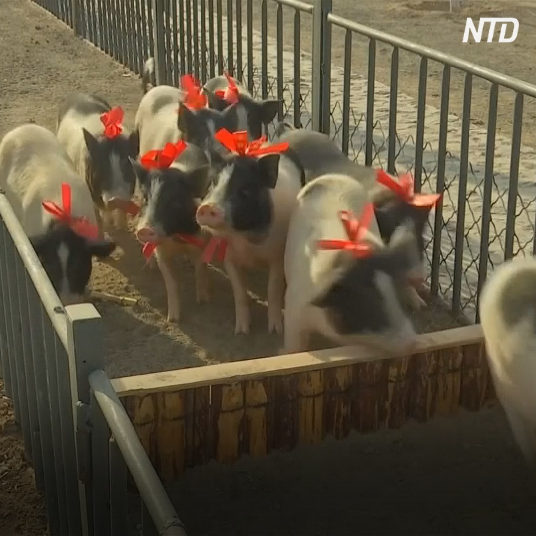 Поросята на китайской ферме готовятся к праздничному забегу