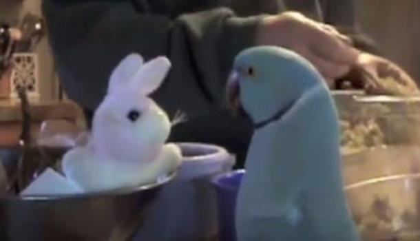Попугай разговаривает с новой игрушкой