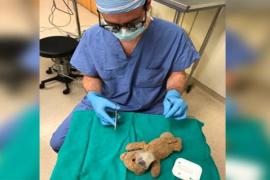 Нейрохирург прооперировал плюшевого мишку