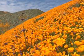 Оранжевый ковёр из калифорнийских маков украсил горы Элсинор