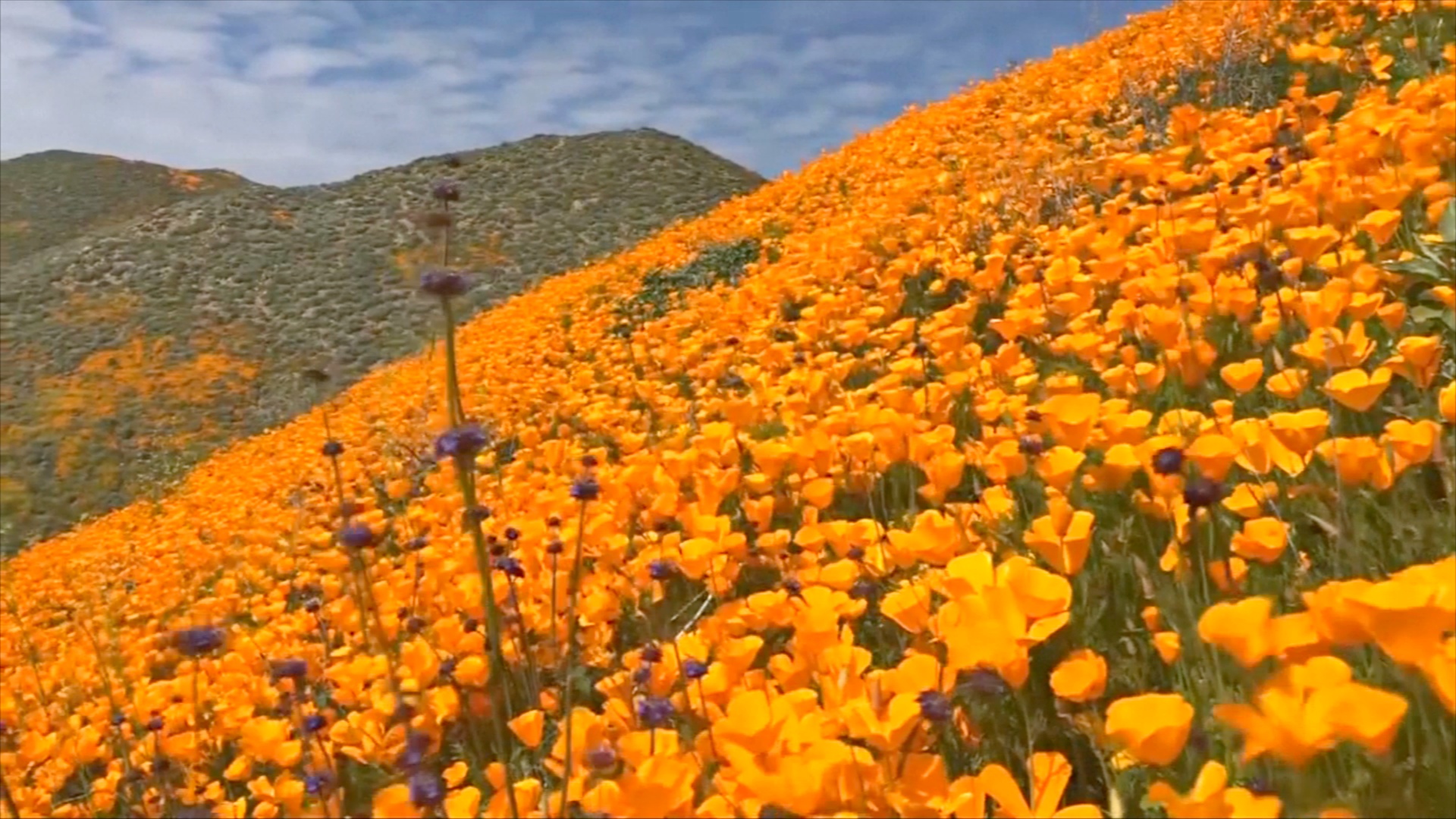 Оранжевый ковёр из калифорнийских маков украсил горы Элсинор