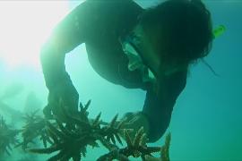 На Сейшельских островах выращивают «суперкораллы»