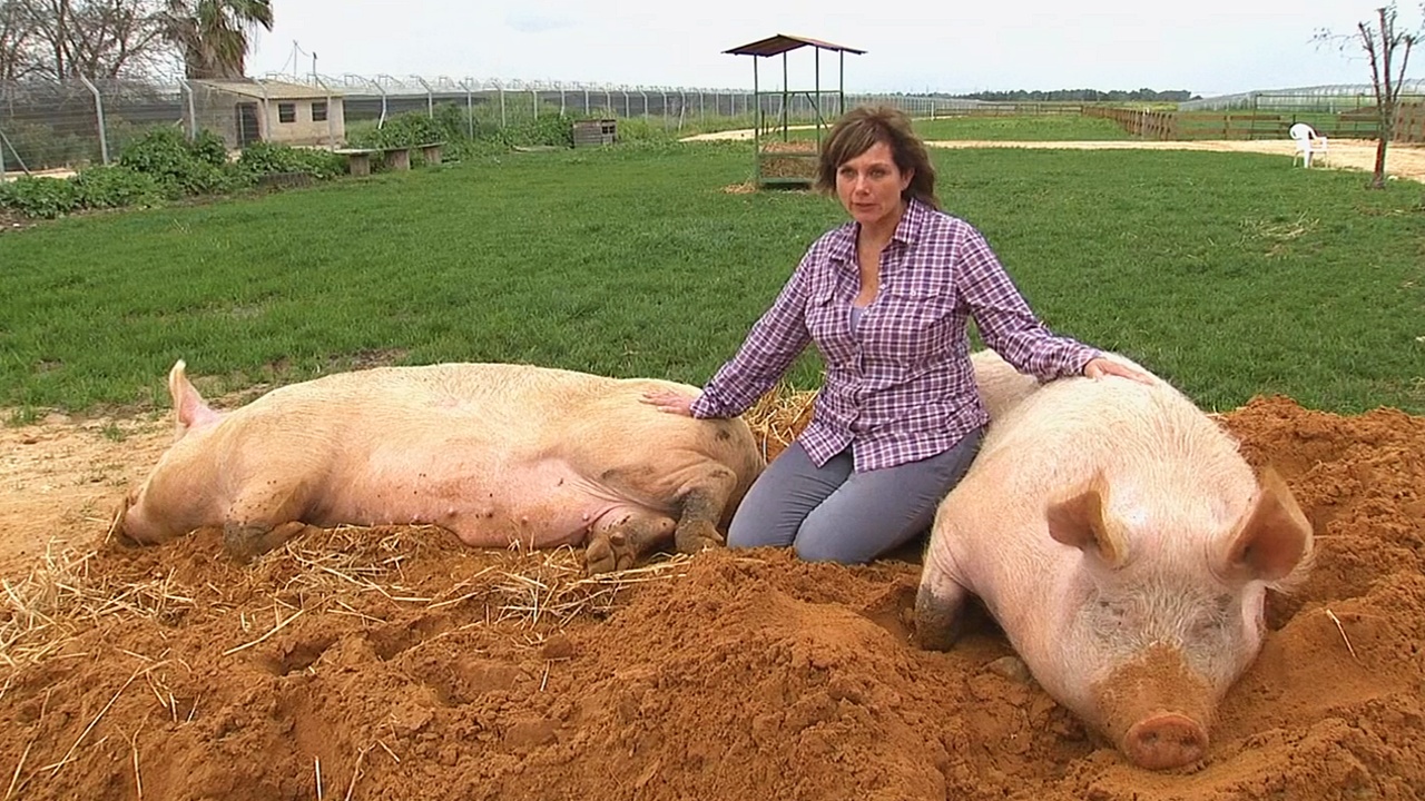 Ферма в Израиле спасает больных свиней, коров и другой скот