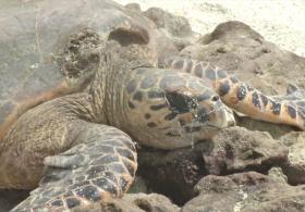 Редкие черепахи хоксбилл успешно размножаются на Сейшелах