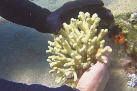В Красном море начали пересаживать кораллы