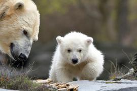В Берлине белый медвежонок впервые вышел на публику