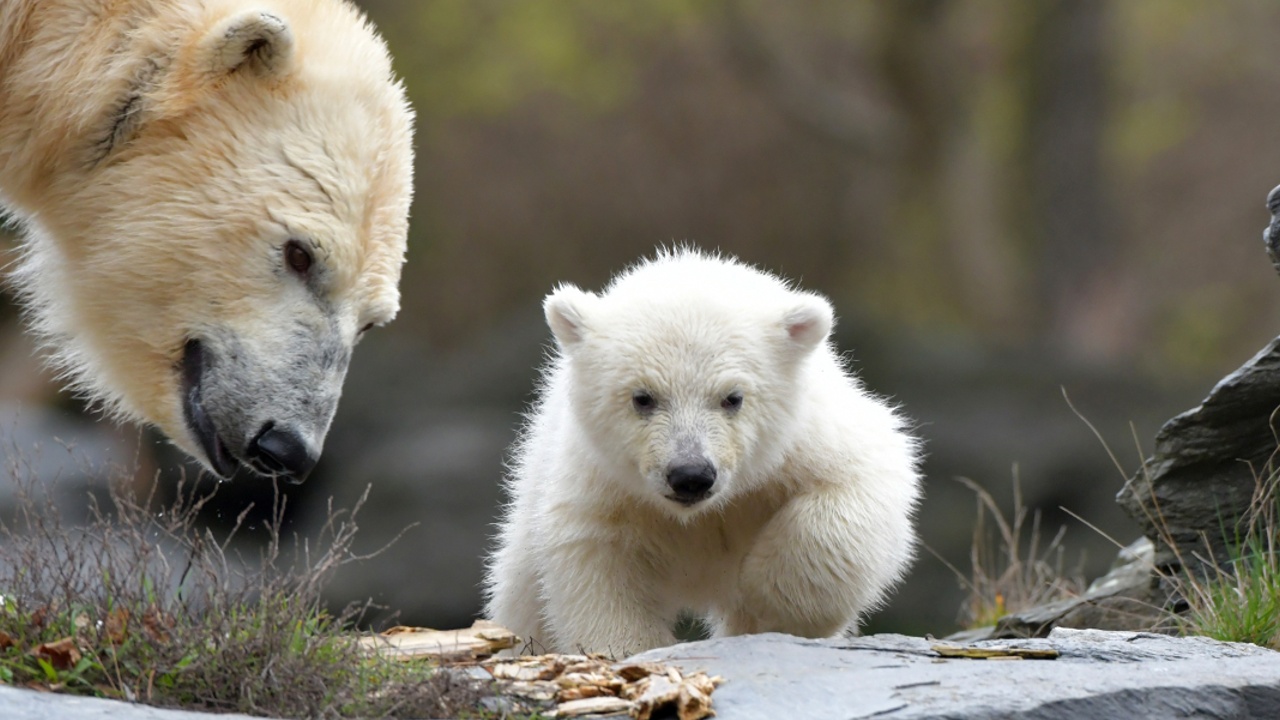 В Берлине белый медвежонок впервые вышел на публику