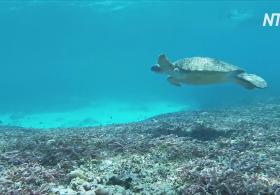 Атолл Альдабра – эталон коралловых рифов мира