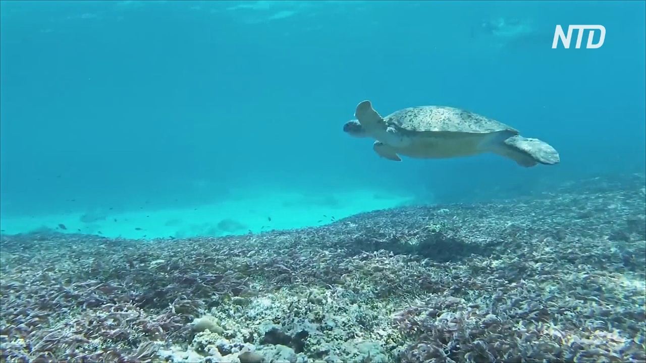 Атолл Альдабра – эталон коралловых рифов мира