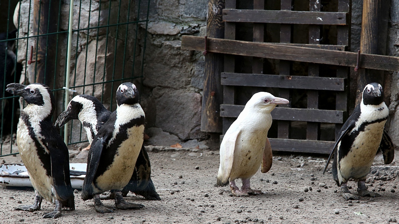 Уникального пингвина-альбиноса показали в Гданьском зоопарке
