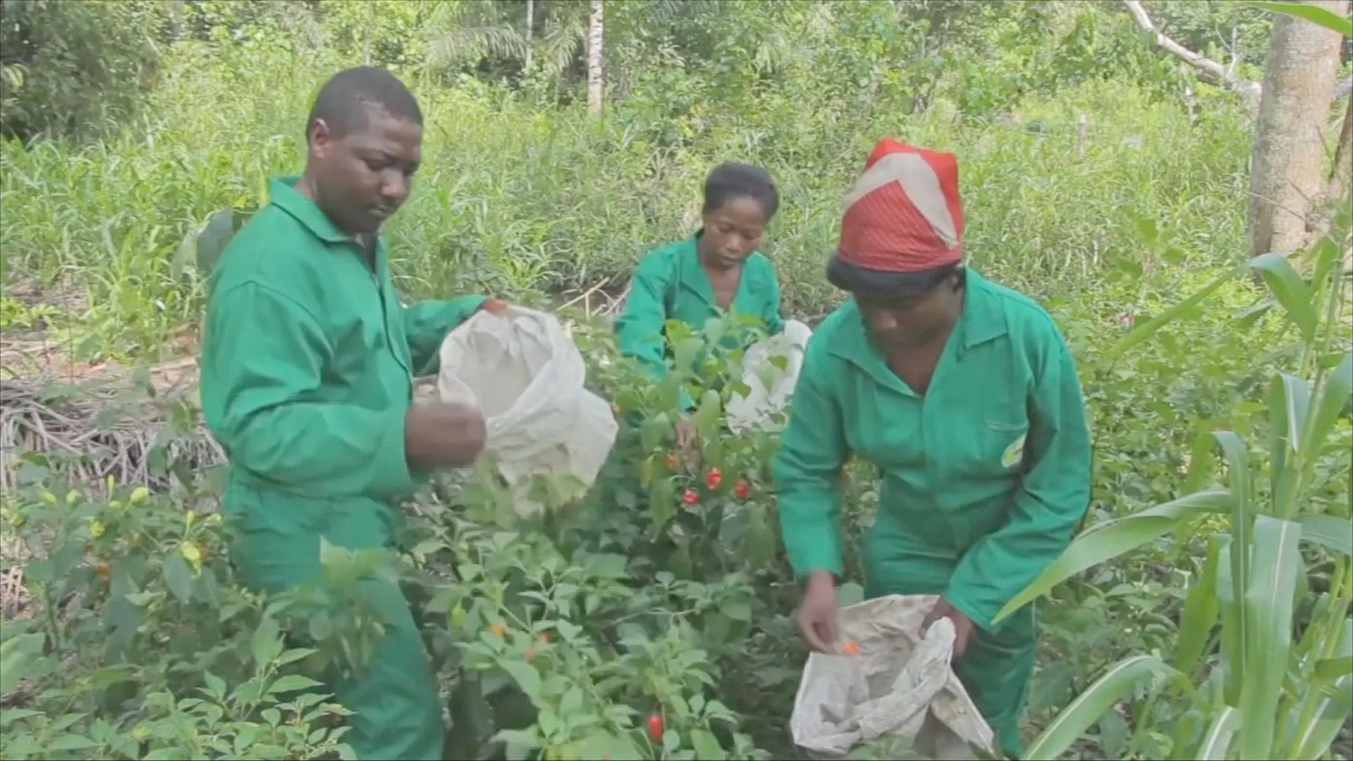 Камерун предлагает деньги и обучение фермерам-новичкам
