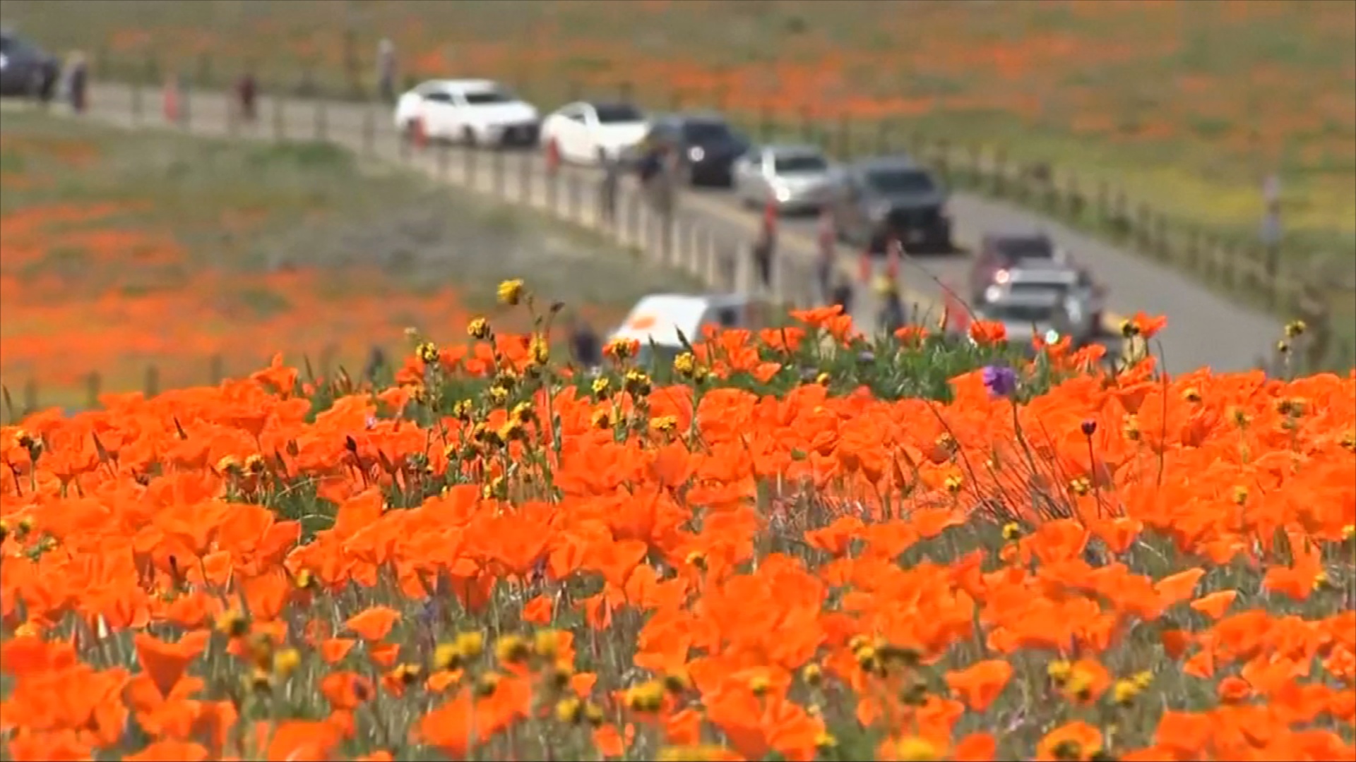 Как калифорнийские рейнджеры спасают суперцветение в долине