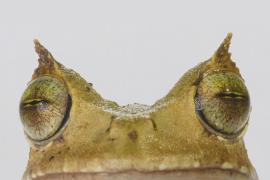 В Эквадоре нашли рогатую лягушку, которую считали вымершей