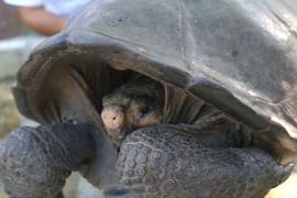 Черепаху, которую 100 лет считали вымершей, нашли на Галапагосских островах