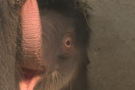 В бельгийском зоопарке родился азиатский слонёнок
