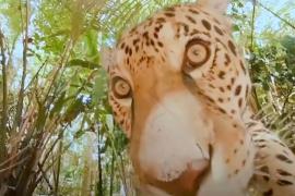 С дикими животными знакомят в виртуальной реальности