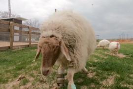 Ферма для домашних животных-инвалидов работает в Израиле