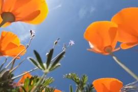 Рейнджеры спасают суперцветение в калифорнийской долине