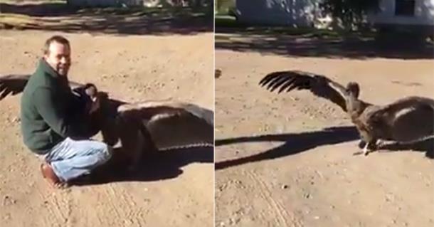 Самая большая птица Южной Америки благодарит человека за помощь