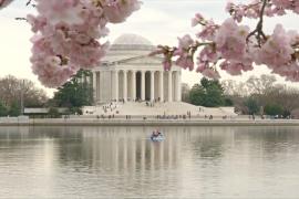 Над цветущей сакурой в Вашингтоне взмыли десятки воздушных змеев